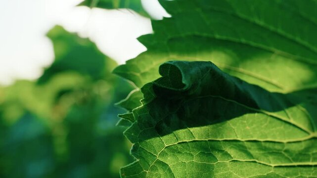Close-up video of bright green sunflower leaves with a clear sun flare, showing detailed veins and textures, backlit by sunlight.