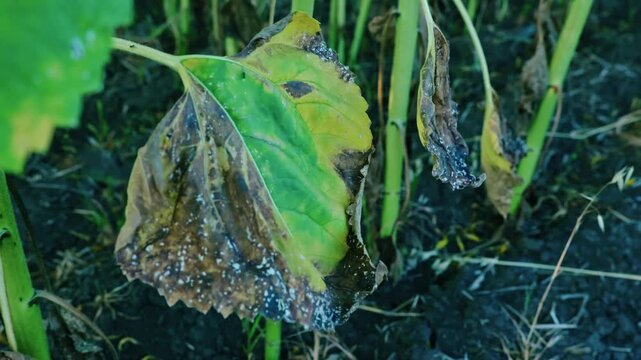 Close-up of diseased sunflower leaves affected by fungal infection and leaf spot in an agricultural crop field.