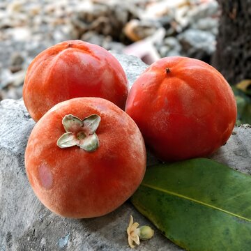 Fresh Velvet Apples Growing on a Tree