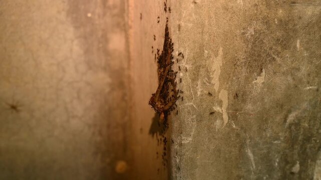 Longhorn crazy ants (Paratrechina longicornis) carry a piece of prey, dead Huntsman spiders (Heteropoda venatoria), back to their nest. The ants work together using swarm intelligence.