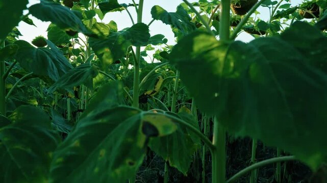 Close-up of diseased sunflower leaves affected by fungal infection and leaf spot in an agricultural crop field.