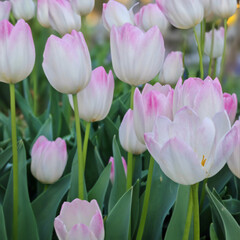 Fototapeta premium pink and white tulips