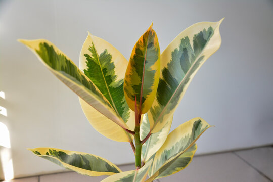 Fresh multicolored variegated rubber tree leaves closeup, botanical background and nature concept