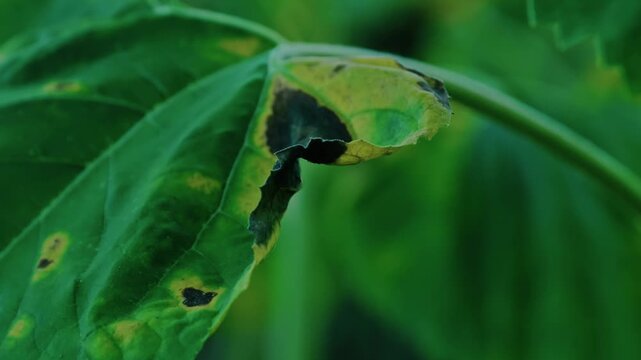 Close-up of diseased sunflower leaves affected by fungal infection and leaf spot in an agricultural crop field.