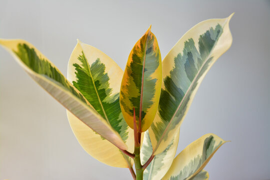 Close up of a variegated rubber tree plant with cream and green leaves against a neutral wall