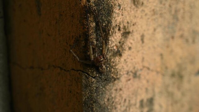 Longhorn crazy ants (Paratrechina longicornis) carry a piece of prey, dead Huntsman spiders (Heteropoda venatoria), back to their nest. The ants work together using swarm intelligence.