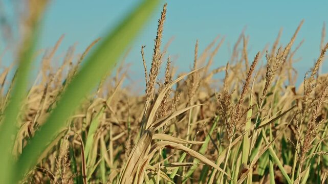 Ripe golden corn stalks and dry tassels swaying on a vast agricultural field during harvest season on a sunny day.