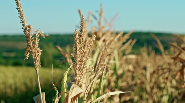 Ripe golden corn stalks and dry tassels swaying on a vast agricultural field during harvest season on a sunny day.
