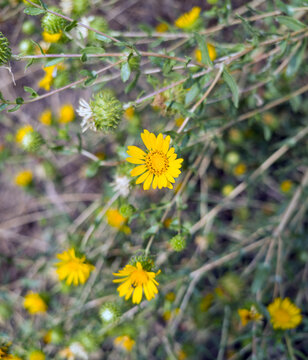 Yellow curly-cup gumweed flowering in nature field