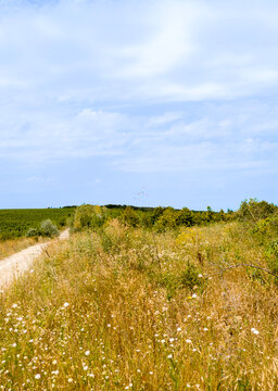 Dirt path winding through summer meadow landscape