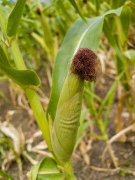 Young corn ear growing in a farm field