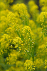 Obraz premium Closeup on the vibrant yellow flowers of the dyer's woad or glastum, Isatis tinctoria