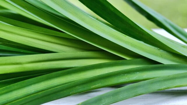 Fresh Pandan Leaves in Natural Natural Light