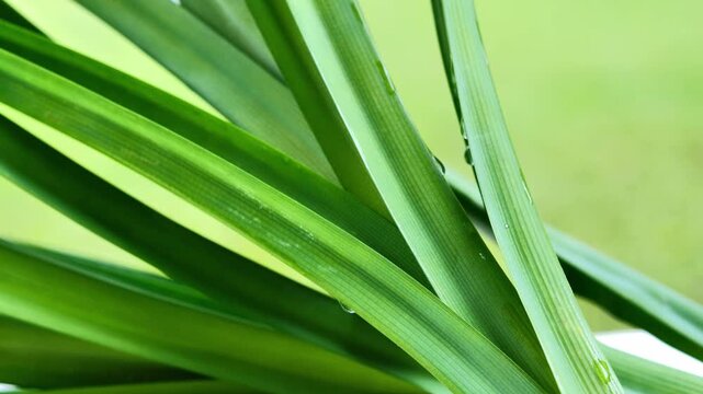 Fresh Pandan Leaves in Natural Natural Light