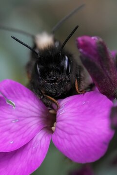 Closeup on a copulation male and female European horned orchard mason bee, Osmia cornuta on a purple flower in the garden