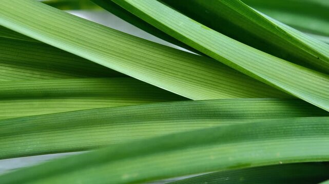 Fresh Pandan Leaves in Natural Natural Light