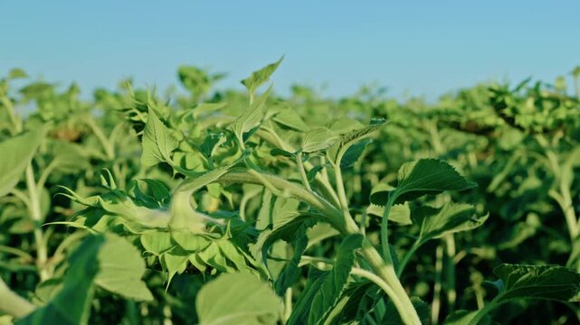 Vast agricultural field of maturing green sunflowers with drooping heads under a clear blue sky on a sunny day.