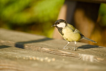Great tit standing on a wooden bench in warm sunlight, with its yellow breast, black head and white cheeks © in_colors