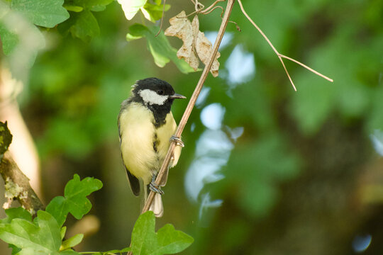 Great tit perched on a thin branch, surrounded by green leaves