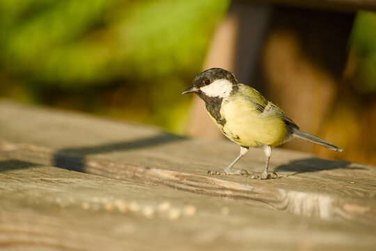 Great tit standing on a wooden bench in warm sunlight, with its yellow breast, black head and white cheeks