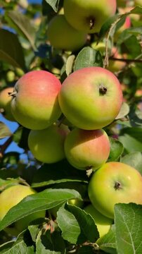 Ripe red and green apples growing on an apple tree with lush leaves against a clear blue sky, natural orchard harvest concept, fresh fruit, organic farming, summer countryside.