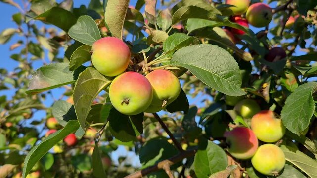 Ripe red and green apples growing on an apple tree with lush leaves against a clear blue sky, natural orchard harvest concept, fresh fruit, organic farming, summer countryside.
