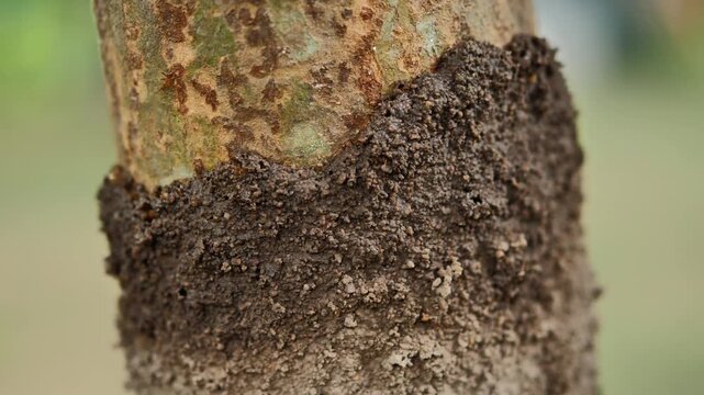 Termite Nest on a Tree Trunk in Nature