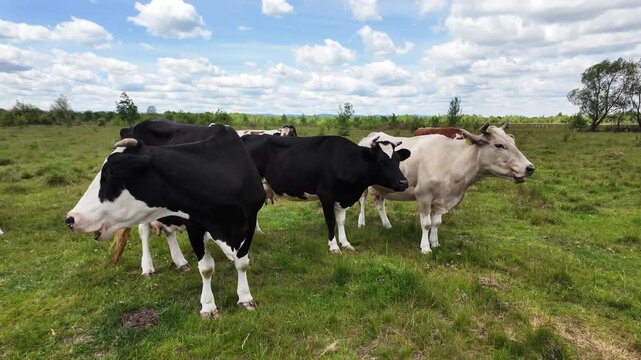 Cows grazing in a rural green pasture on a peaceful countryside. Natural livestock pasture in an open field.