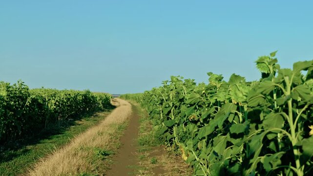 Vast agricultural field of maturing green sunflowers with drooping heads under a clear blue sky on a sunny day.