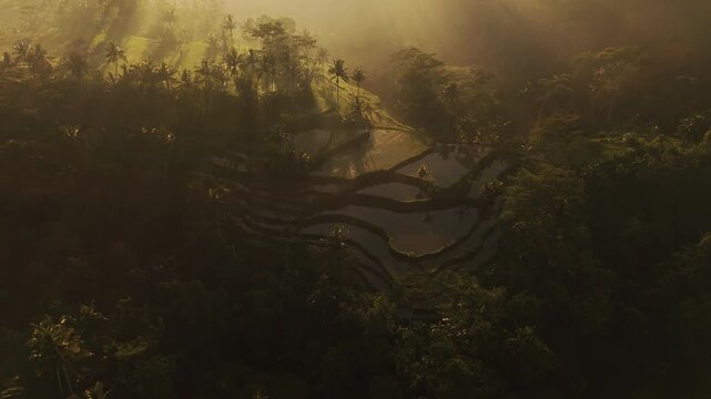 Cinematic drone tracking along idyllic walking path at Mancingan rice terraces &ndash; Breathtaking aerial shot of lush green rice fields and coconut palm trees at golden hour sunrise, Bali 4k stock