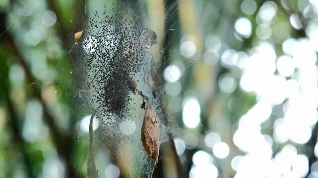 Baby Spiders Gathering in a Spider Web