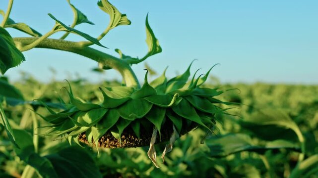 Close-up, low-angle shot looking up at a mature sunflower head facing downwards, with developing seeds visible against a clear blue sky in bright sunlight.