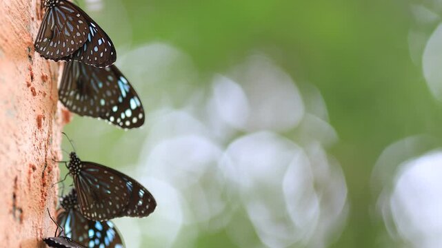 Beautiful nature video background. Colorful butterflies flying in groups foraging for food and pollinating in the forest. Nature during travel.