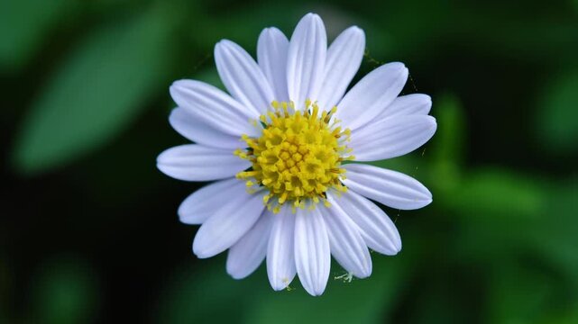White Flower with a Natural Background