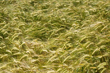 Barley ears forming a beautiful pattern in a barley field, a grain field in summer © Barton