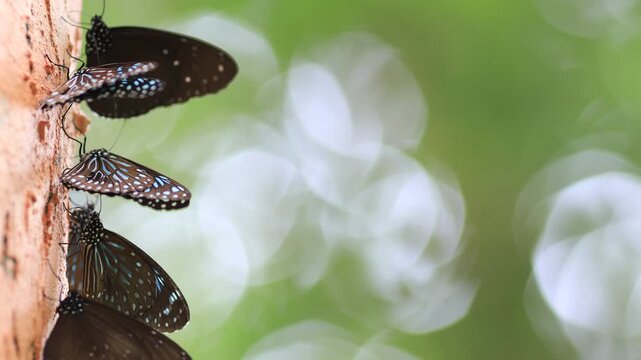 Beautiful nature video background. Colorful butterflies flying in groups foraging for food and pollinating in the forest. Nature during travel.