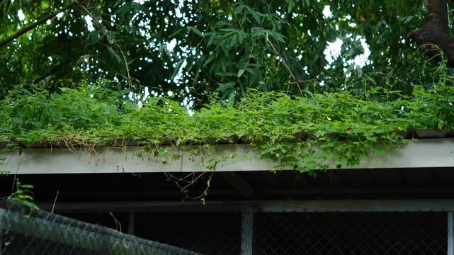 Wild Weeds Growing on the Roof of an Old Building