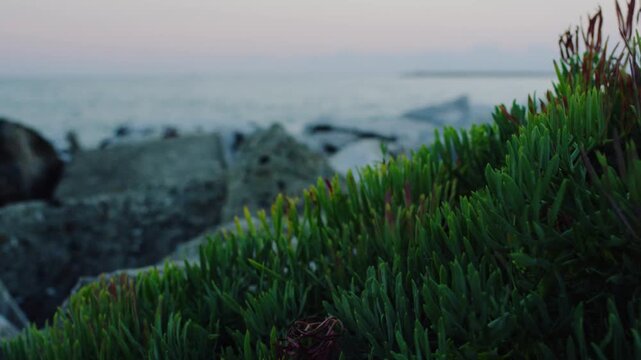 Succulent coastal plants growing over rocks by the sea