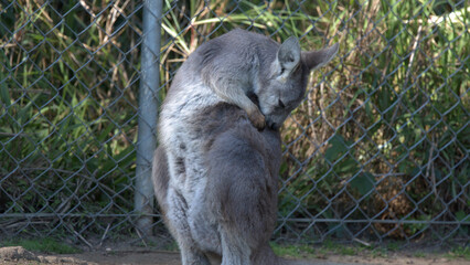 Eastern Grey Kangaroo Grooming its Fur Near a Chain Link Fence © blueringmedia