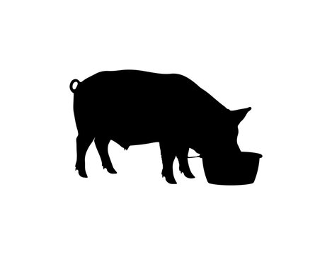 Black silhouette of a pig drinking from a trough with a tag on its ear on white background, pig silhouette