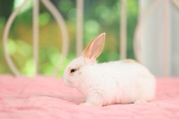 Naklejka premium Lovely bunny easter rabbit relaxing in living room with flowers garden background. Fluffy baby rabbit, lovely mammal with colourful easter eggs. Animal easter symbol concept.