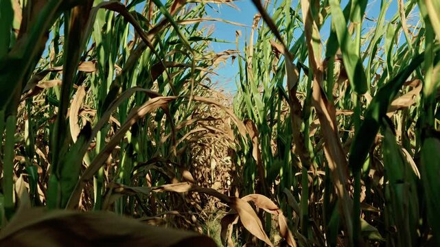 Close-up view of ripe corn stalks and ears on an agricultural field in sunny autumn weather. Golden maize crop ready for harvest.