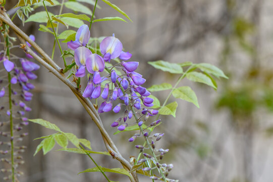Wisteria genus of tall climbing subtropical plants Fabaceae family known for large cascading racemes