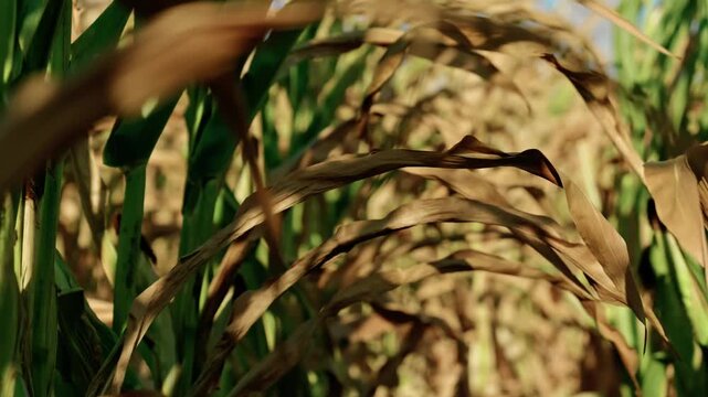 Close-up view of ripe corn stalks and ears on an agricultural field in sunny autumn weather. Golden maize crop ready for harvest.