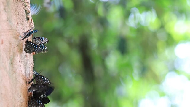 Beautiful nature video background. Colorful butterflies flying in groups foraging for food and pollinating in the forest. Nature during travel.