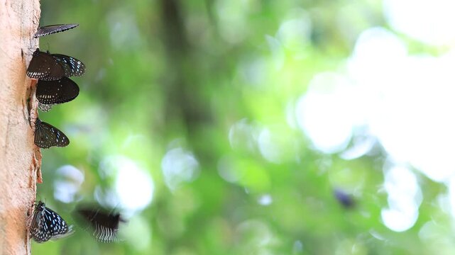 Beautiful nature video background. Colorful butterflies flying in groups foraging for food and pollinating in the forest. Nature during travel.