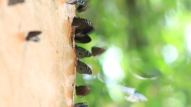 Beautiful nature video background. Colorful butterflies flying in groups foraging for food and pollinating in the forest. Nature during travel.