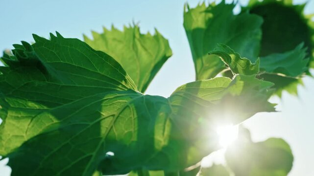 Close-up video of bright green sunflower leaves with a clear sun flare, showing detailed veins and textures, backlit by sunlight.