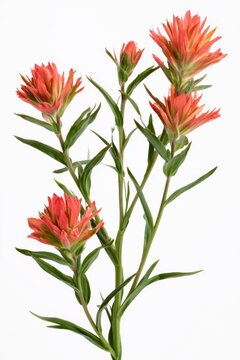 Flowering Indian paintbrush wildflower plant with multiple upright stems, narrow lance-shaped green leaves, and vivid coral-red bracts surrounding small blossoms
