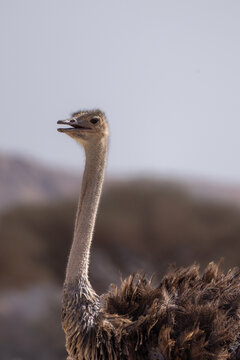 Common ostrich (Struthio camelus) with its beak open, photographed in a desert environment near Eilat, Israel.